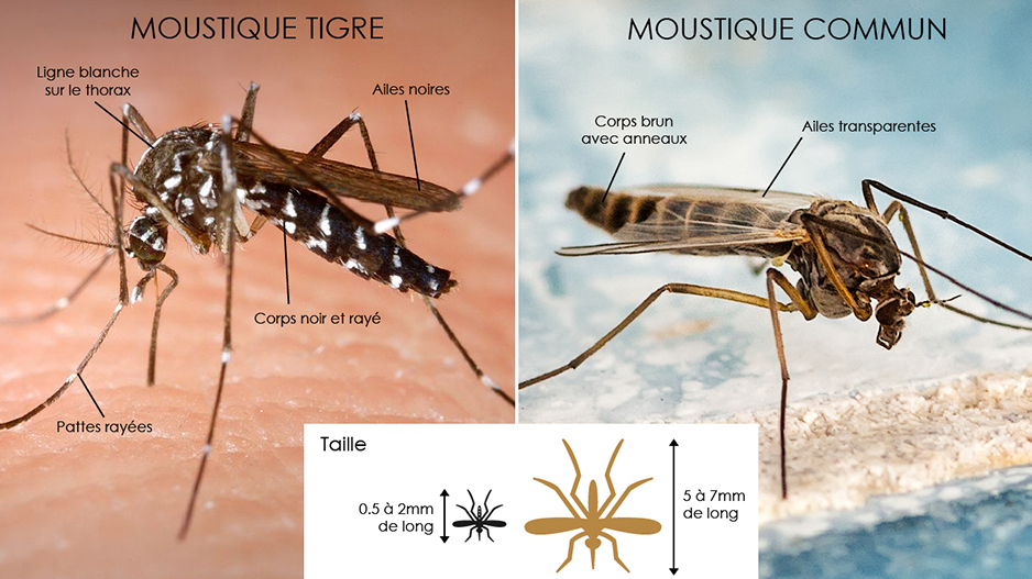 Différences entre le moustique commun et le moustique tigre