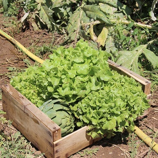 Le potager de l'école E. Estienne - juin 2016