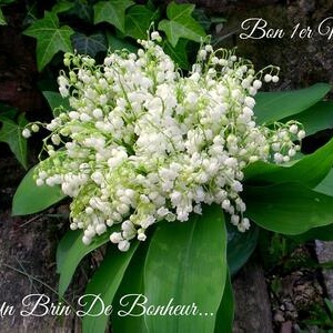 Joyeux Premier Mai 2020