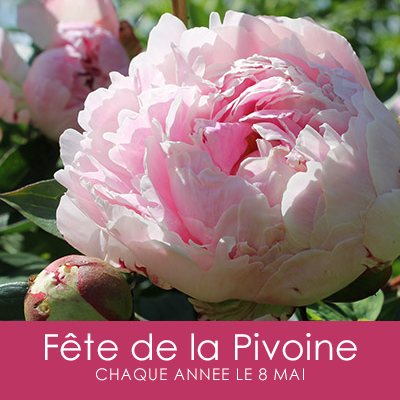 La Fête de la Pivoine