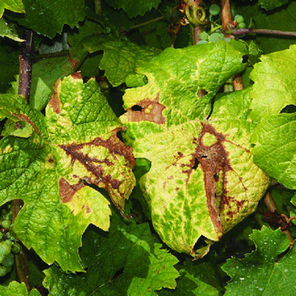La Flavescence dorée de la vigne (photo DRAAF PACA)