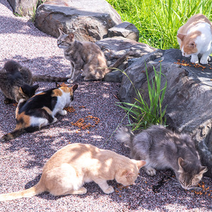 Lutter contre la prolifération des chats errants