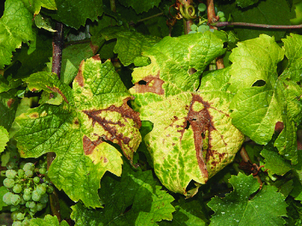 La Flavescence dorée de la vigne (photo DRAAF PACA)