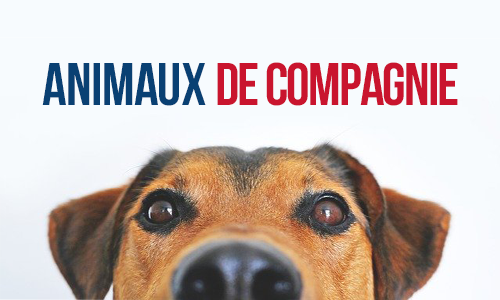 Animaux de compagnie