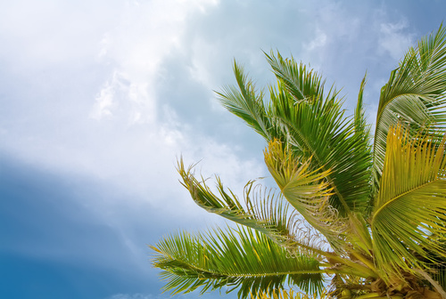 Météo- Les alertes au Vent Violent