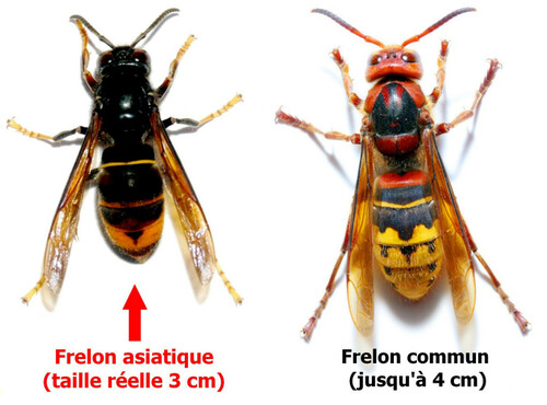 Lutte contre le Frelon asiatique