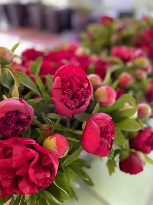 RETOUR SUR LA 8ème ÉDITION DE LA FÊTE DE PIVOINE